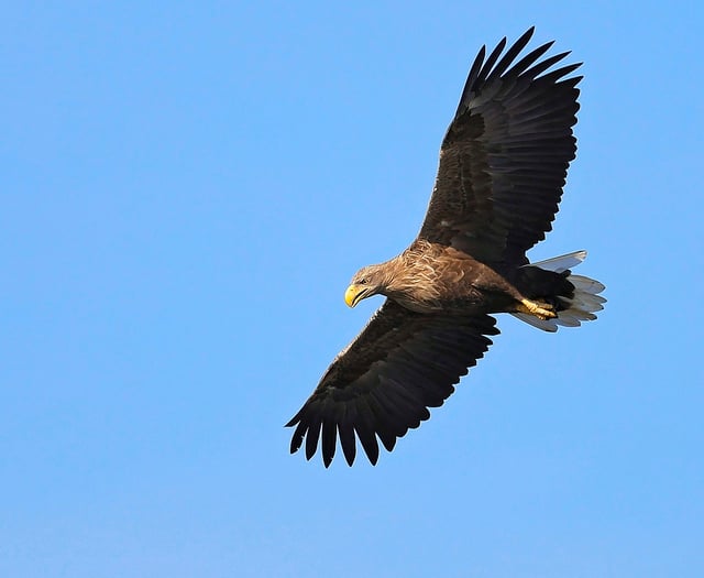 Estuary sea eagle plan