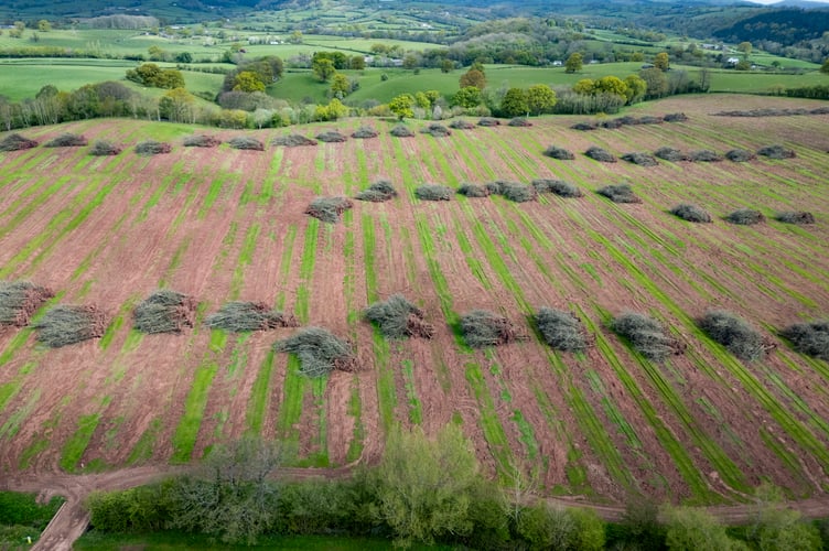 The 300 acre orchard in Monmouthshire that has been uprooted by owner Heineken. April 29 2024. Heineken has been slammed for chopping down a 300-acre orchard - the size of 140 football pitches. The UK's largest cider maker has felled the huge site - also home to a significant number migratory birds. Heineken has now 'levelled' Penrhos Orchard, on the Offa's Dyke path in Monmouthshire, Wales. According to the BBC, Heineken uprooted thousands of trees planted in 1997 as it wants to sell the land as they had a surplus of apples - but a demand decline for cider.  