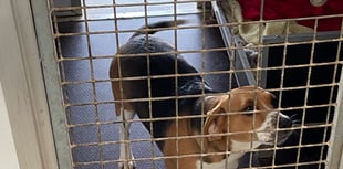 Adopt Don’t Shop: The animals that need forever homes in Monmouthshire