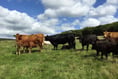 Grass Staggers in Cattle