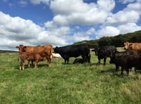 Grass Staggers in Cattle