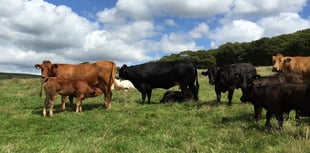 Grass Staggers in Cattle