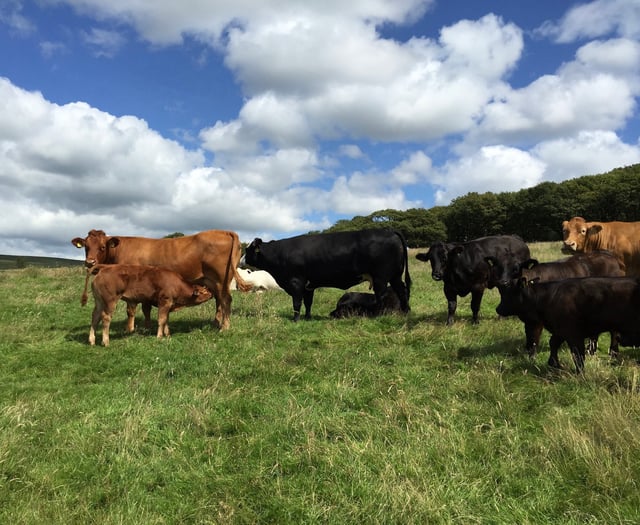 Grass Staggers in Cattle