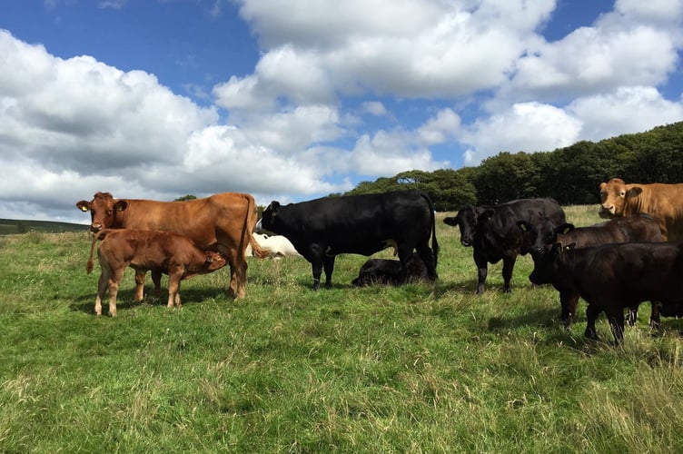 Suckler cows at grass