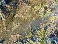 Farmer told to pay £4,800 for polluting brook