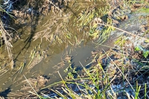 The polluted brook