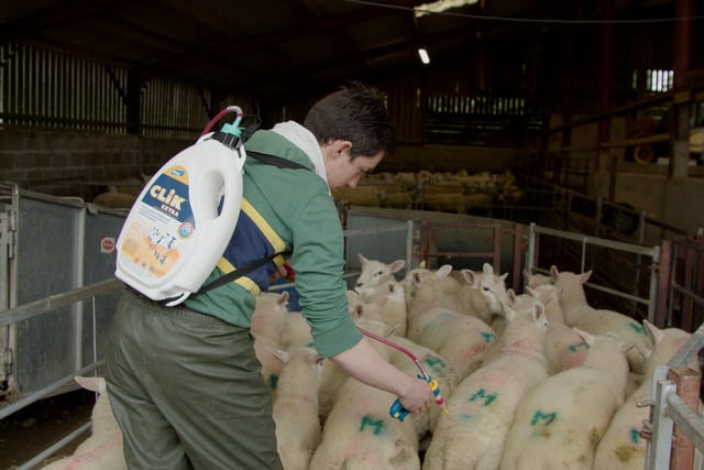 Blowfly warning for Welsh farmers