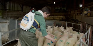 Blowfly warning for Welsh farmers