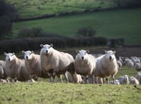Targeted parasitic worm treatment benefits flocks and finances