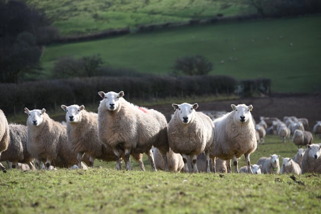 Targeted parasitic worm treatment benefits flocks and finances