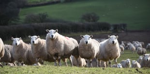 Targeted parasitic worm treatment benefits flocks and finances