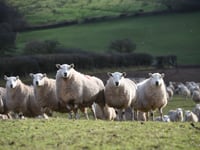 Targeted parasitic worm treatment benefits flocks and finances