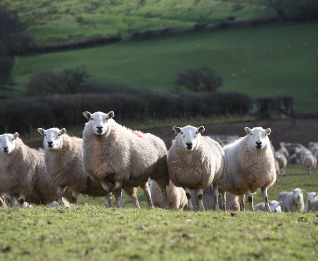 Targeted parasitic worm treatment benefits flocks and finances