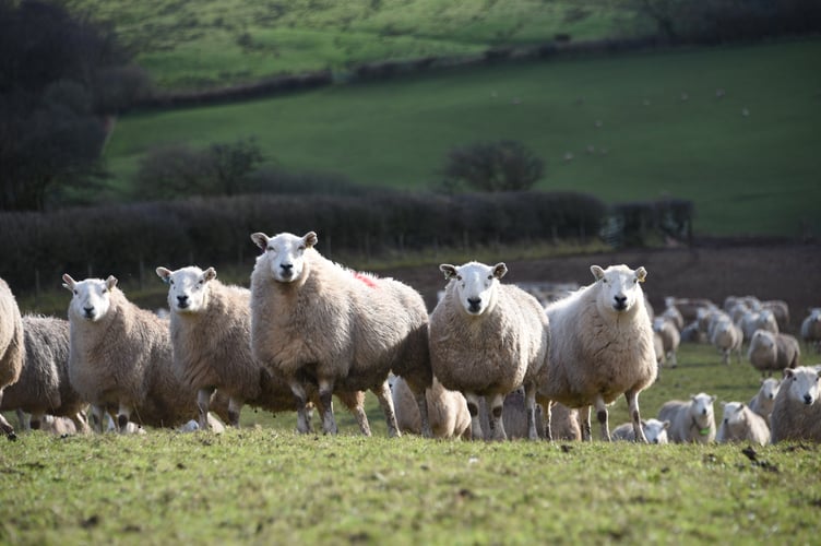 Garry Williams, Blaencennen, Gwynfe, Llangadog.  Improved Welsh Mountain Sheep.