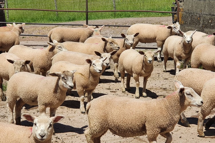 Sheep
