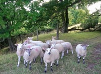 A healthy farm with Farm First Vets