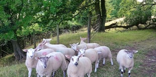 A healthy farm with Farm First Vets