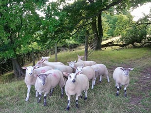 A healthy farm with Farm First Vets