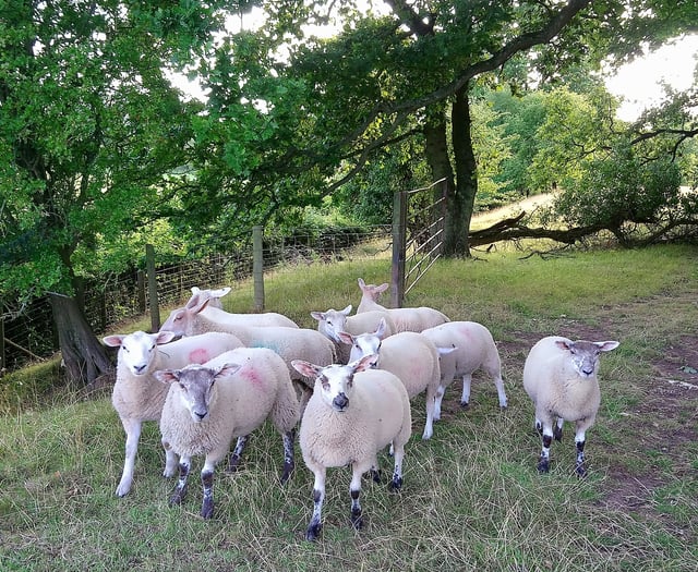 A healthy farm with Farm First Vets