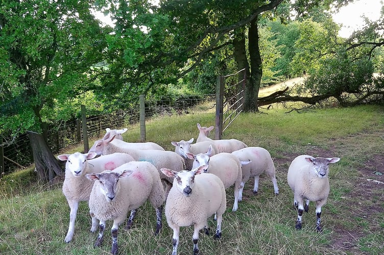 Sheep
