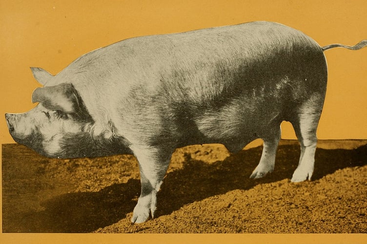 A pig