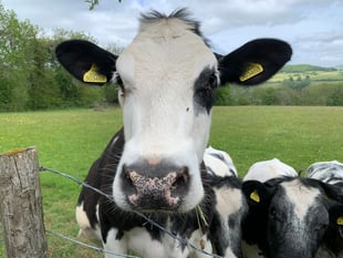 Royal Welsh Show 2024: 11 must-do activities at this year's event