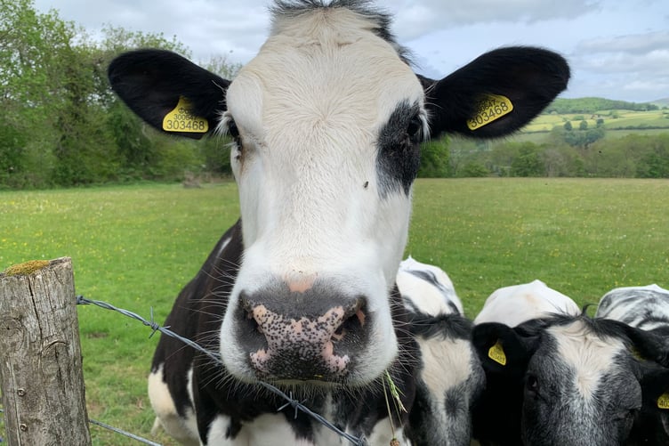 A cow!