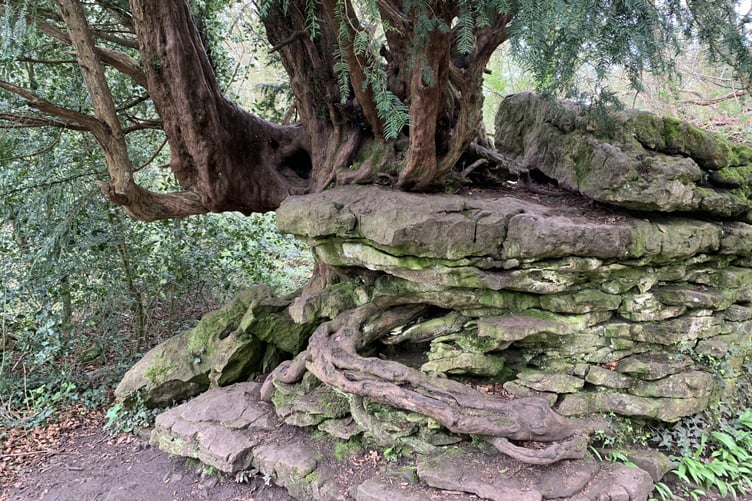 A tree