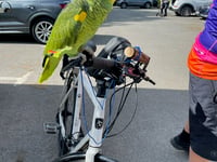 
Plucky parrot rides 240 miles for charity
