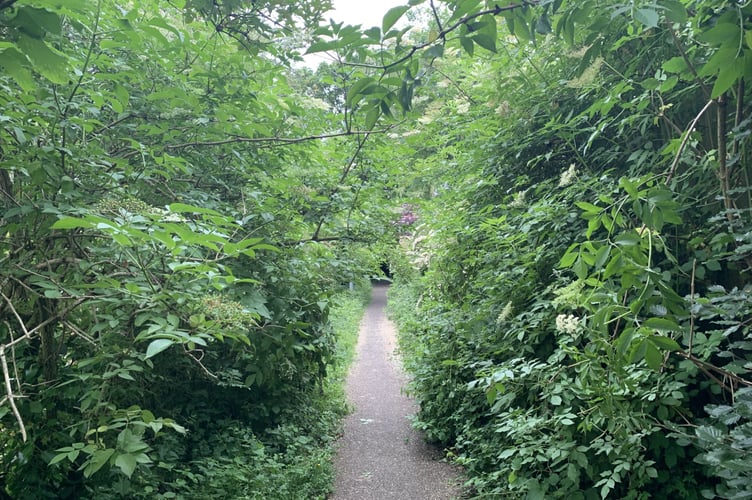 An overgrown path!