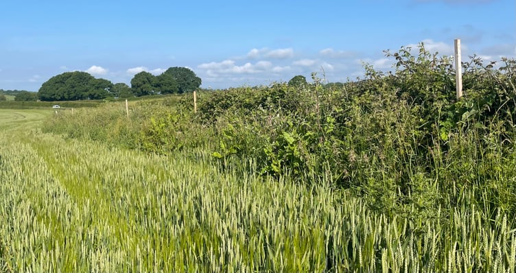 Election signs have been removed from a Trellech field