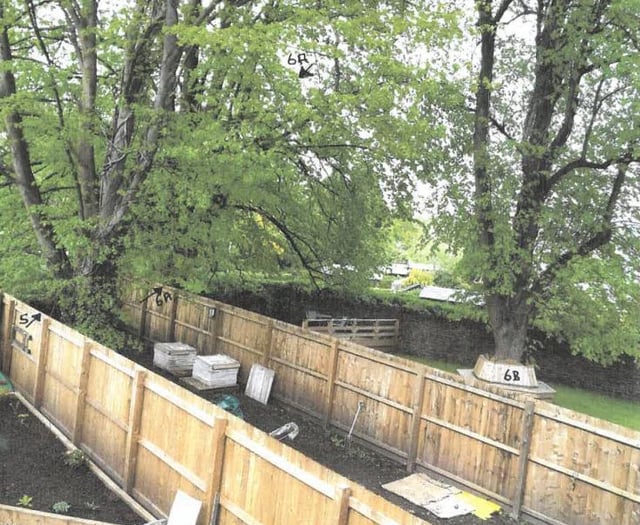 Abergavenny residents approved to trim hazardous lime trees