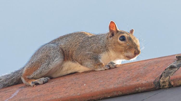 squirrel