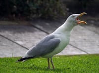 Nesting seagull at Royal Gwent cost NHS £100,000