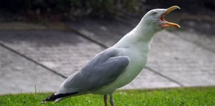 Nesting seagull at Royal Gwent cost NHS £100,000