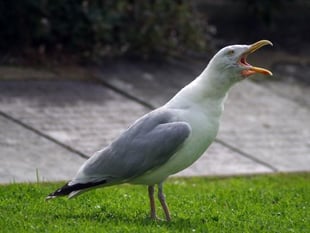 Nesting seagull at Royal Gwent cost NHS £100,000