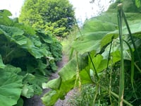 
Is there a giant hogweed threat on the Ross Road footpath? 