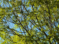 Ash tree can be felled says council