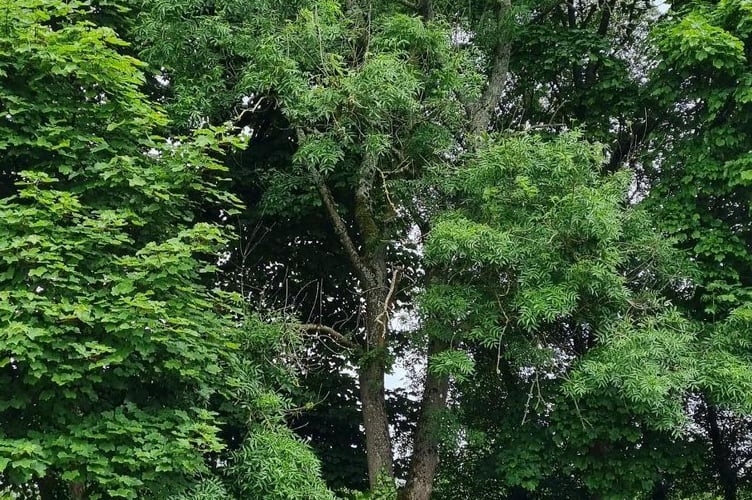 Ash tree