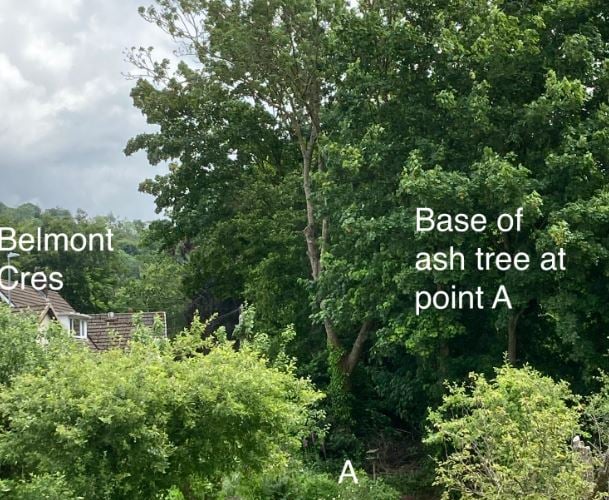 Ash tree abergavenny