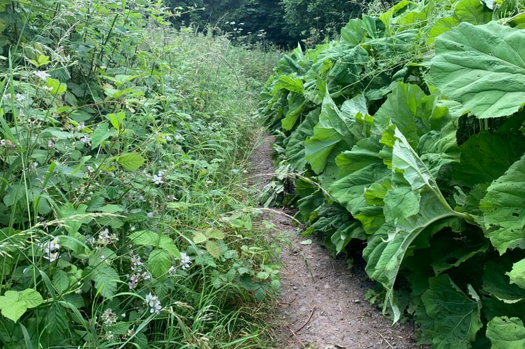 Footpath