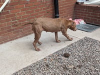 Ten year ban for Abergavenny man caught beating his dog