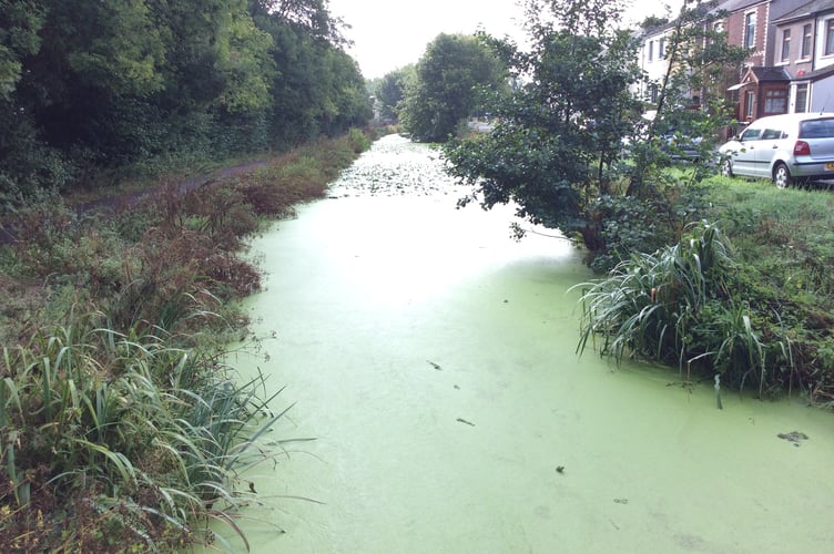 Overgrown canal towpath