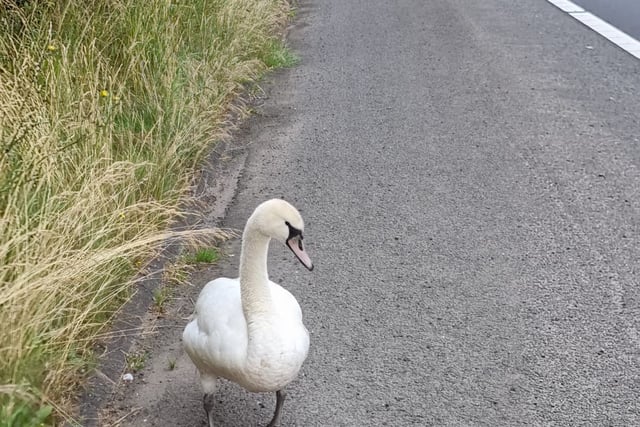 Hot Fuzz motorway rescue for swan!