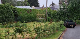 Council verge officially green lighted for local garden