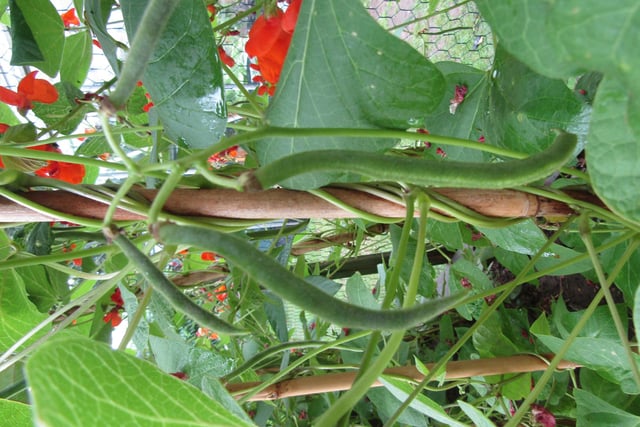 The Editor Writes: You can't beat home grown veg!