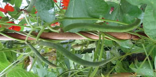 The Editor Writes: You can't beat home grown veg!