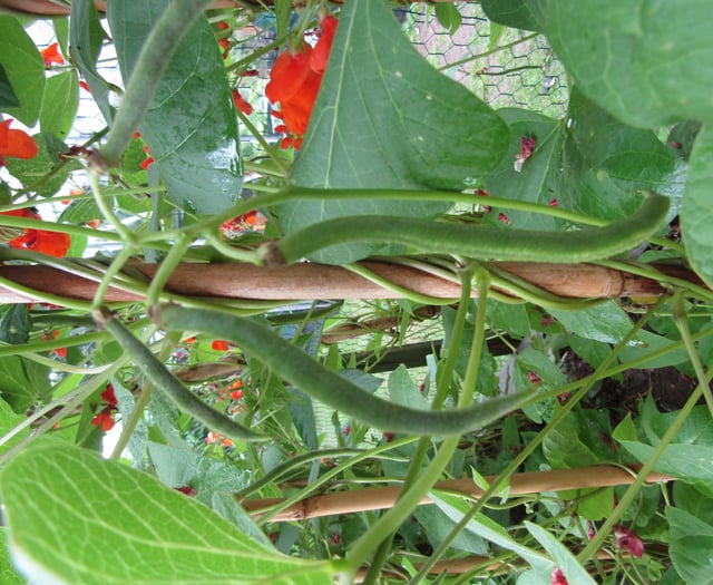 The Editor Writes: You can't beat home grown veg!