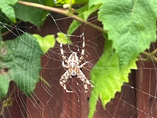 The Editor Writes: The curse of the September spider invasion