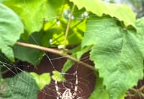 The Editor Writes: The curse of the September spider invasion